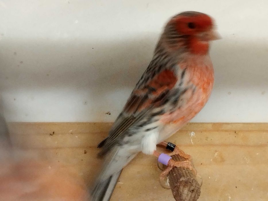 Canários Ágata  Vermelho Mosaico, Opala e Jaspe
