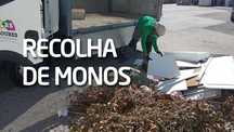 Recolha de Monos
