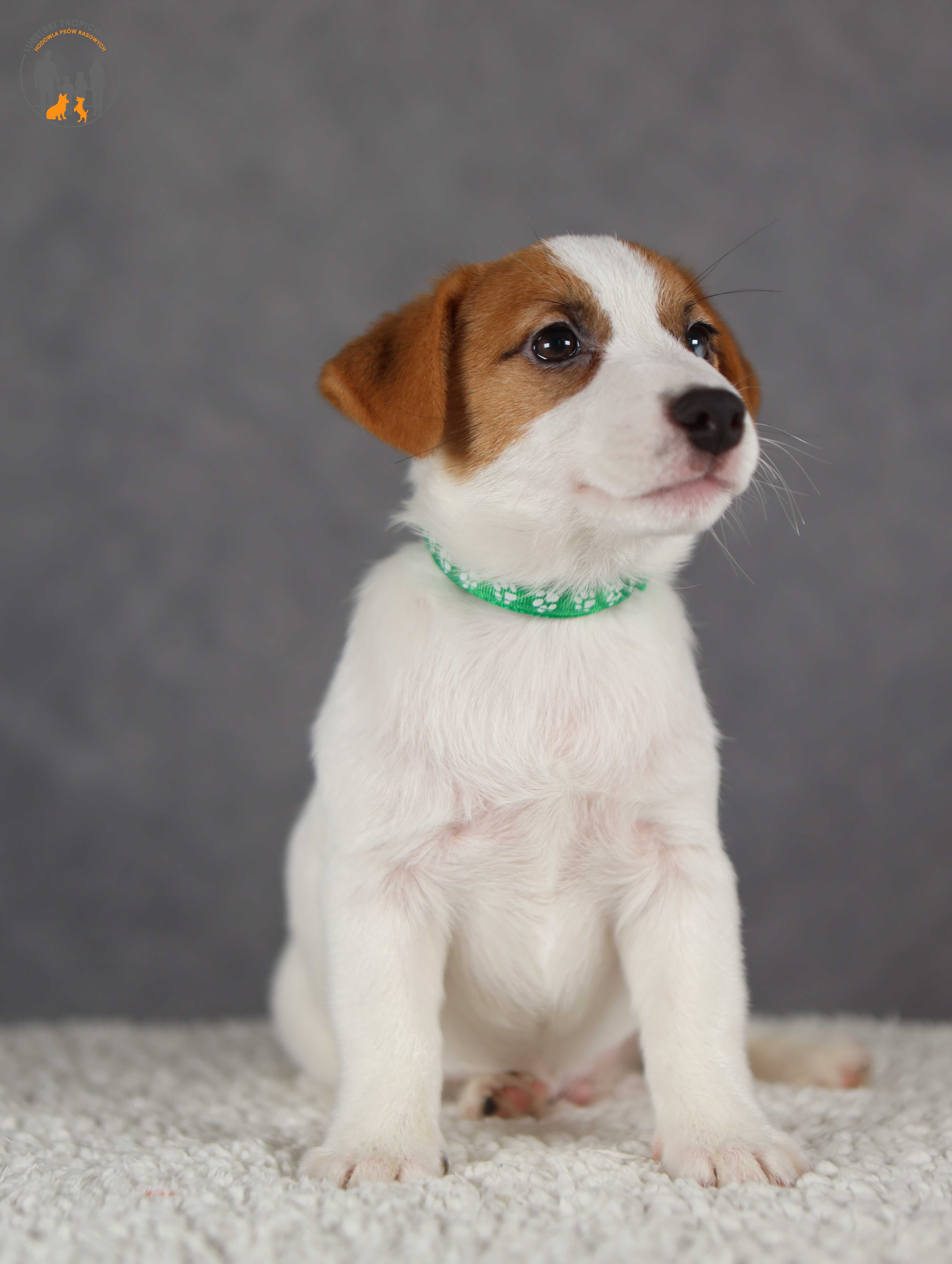Jack Russell Terrier ZKwP FCI cudowny piesek rezerwacja