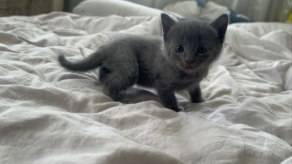 котенята в добрі руки безкоштовно