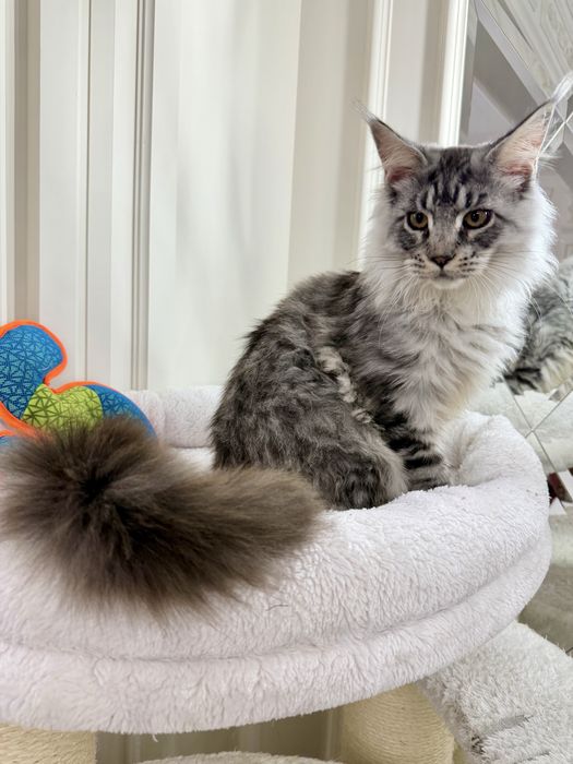 Мейн Кун - раскошный гиганский котенок