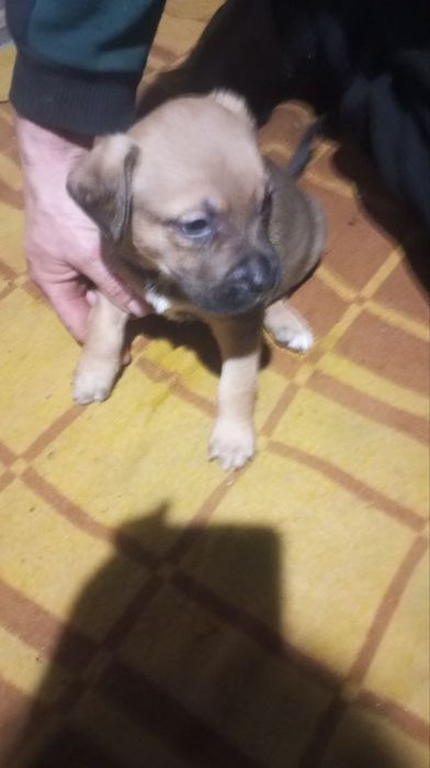 Цуценята амстаф шукають сімю