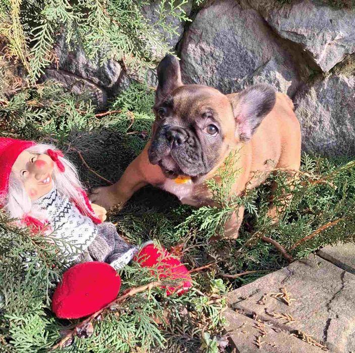 Красунчики цуцики