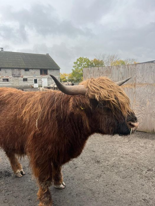 Byk szkocka krowa highland