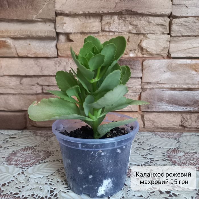 Фікус, каланхоє, сансев'єрія та інші вазони