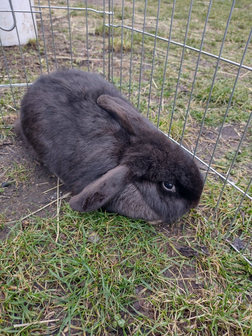 Króliki miniaturki mini lop