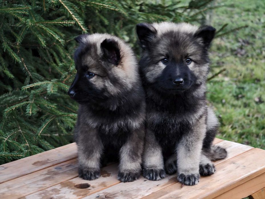 OWCZAREK STARONIEMIECKI Mocna Srebrna suczka! Gotowa do zmiany domu !