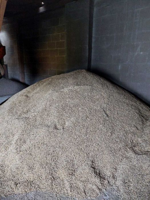 Owies  Bingo zbiór 2025