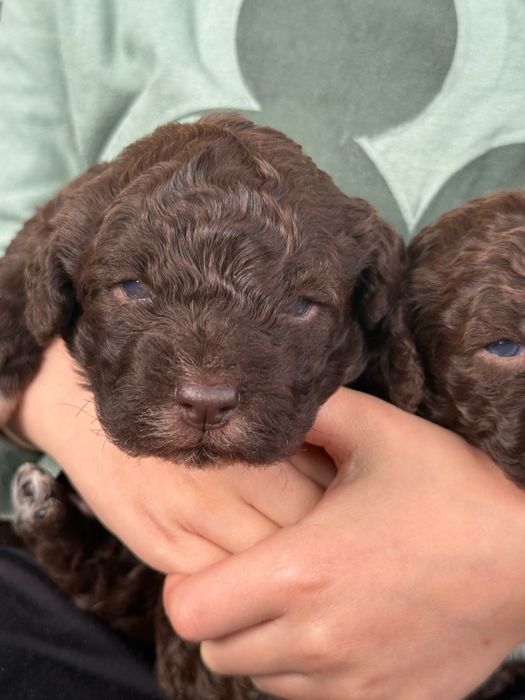Lagotto romagnolo ZKwP/FCI - piękna czekoladowa suczka