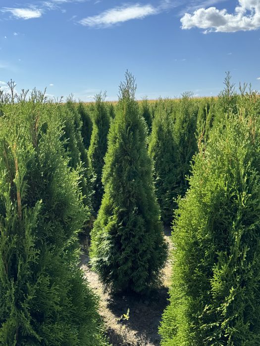 Gęsta Tuja Szmaragd 160-170cm Dostawa Sadzenie Producent
