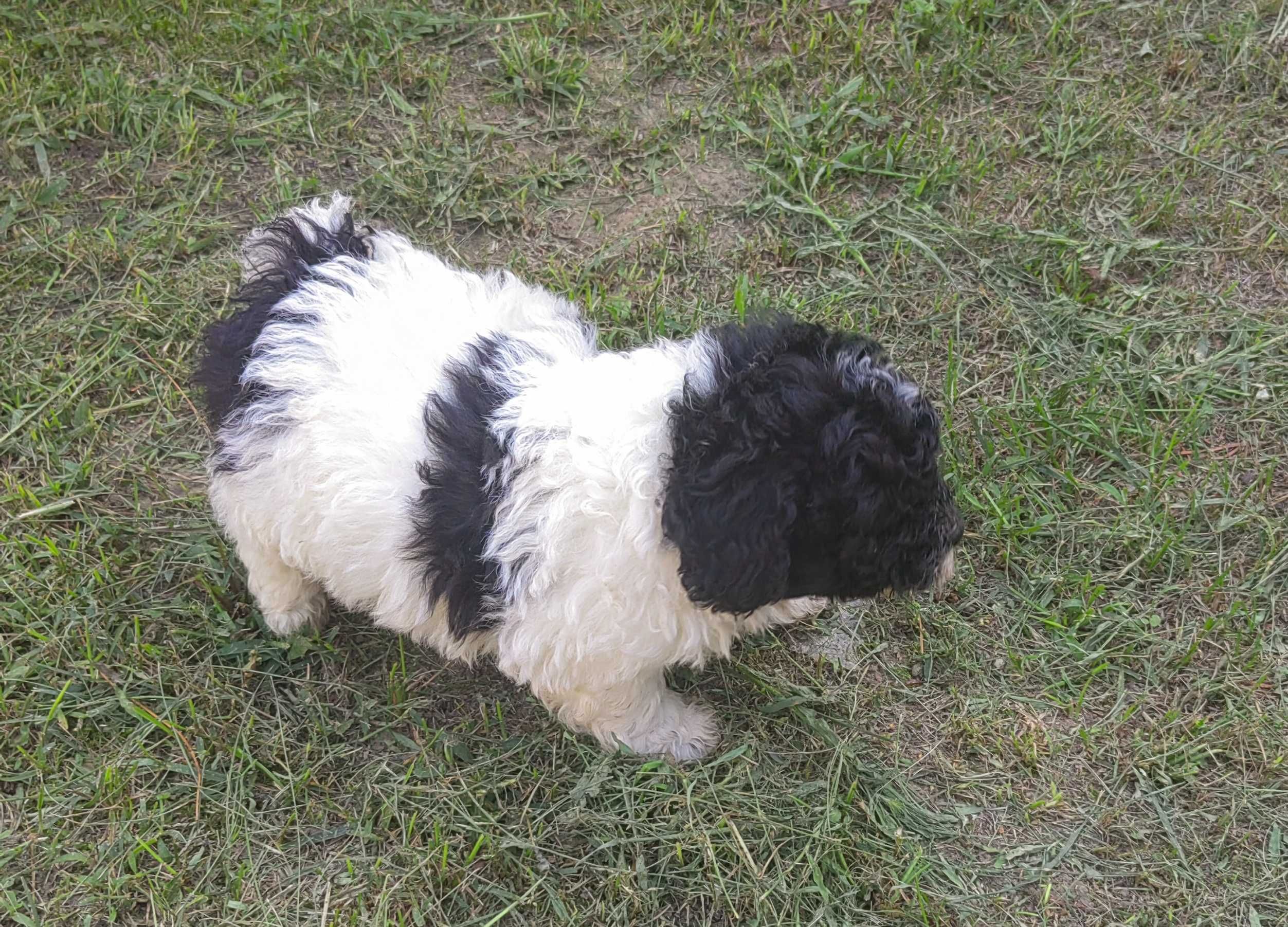 pudel miniaturowy czarno -bialy suczka