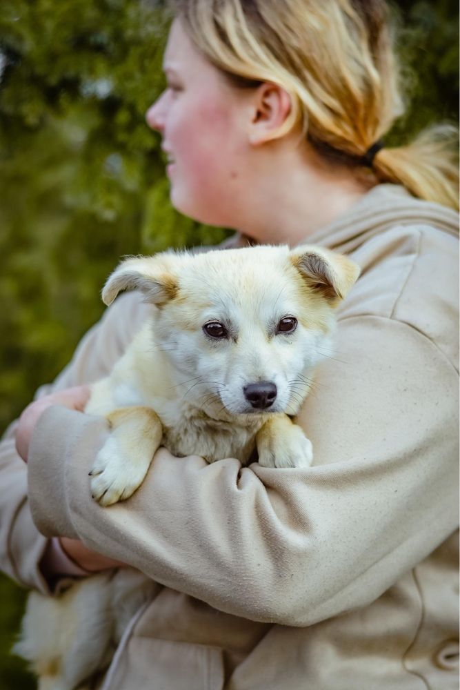 Malutka kremowa suczka - podrośnięty szczeniak do pilnej adopcji