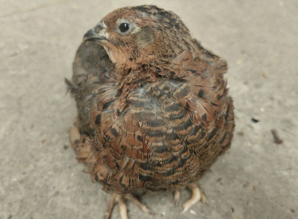 Інкубаційні яйця перепілки Селадон