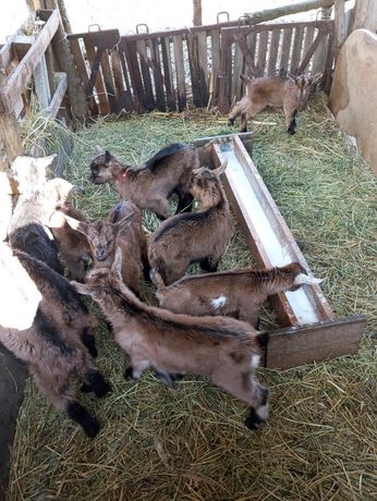 Продам стадо альпійських кіз