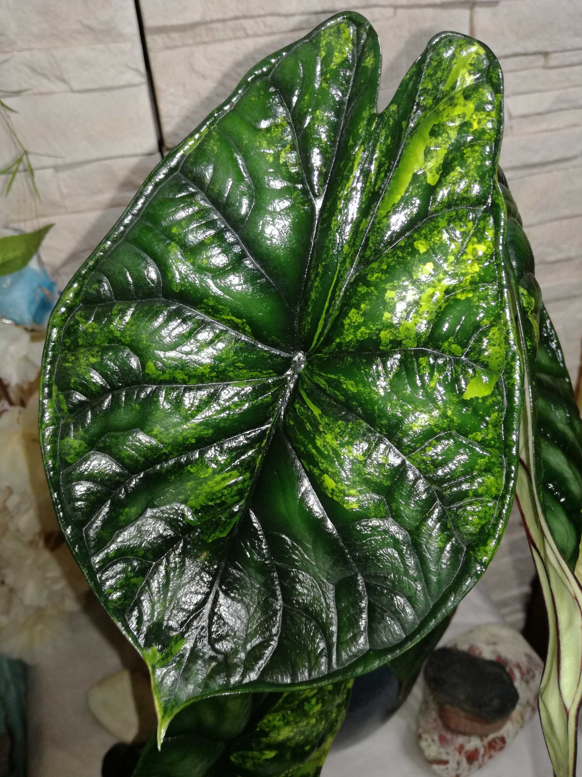 INTERNATIONAL Alocasia Dark Baginda Variegata Dragon Scale philodendr