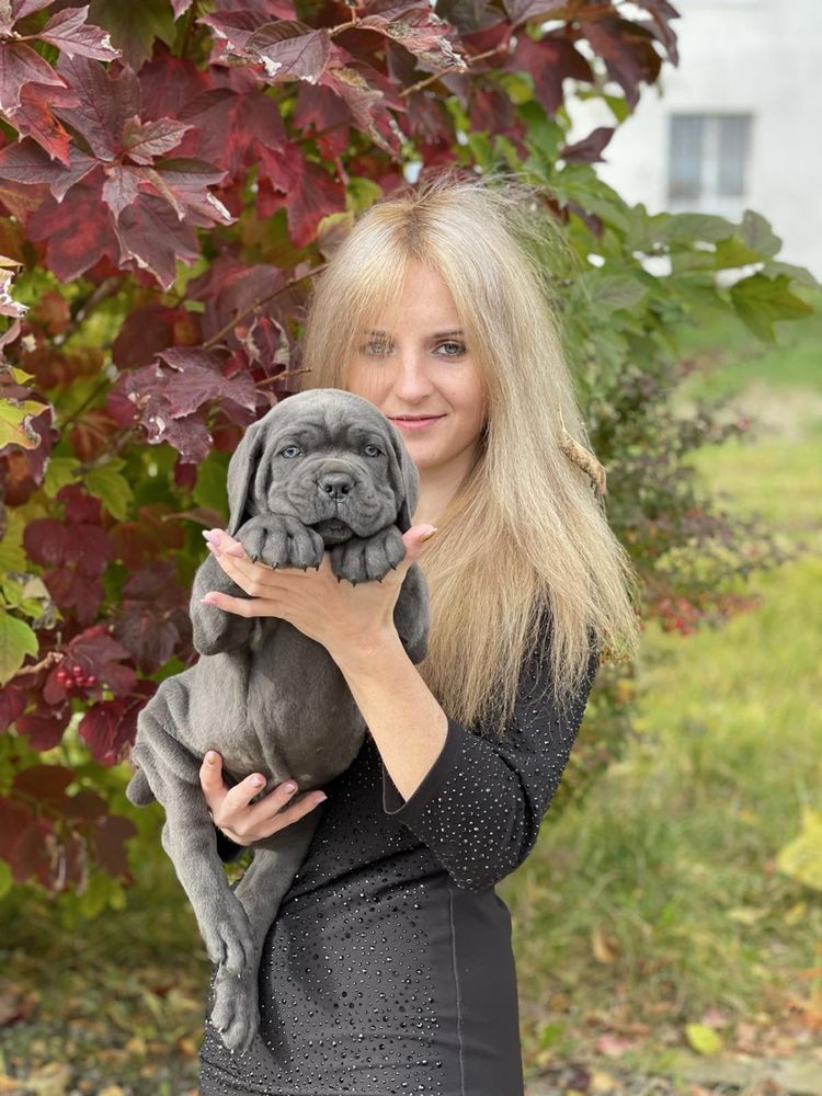 Елітні неперевершені щеночки-Cane corso Italiano