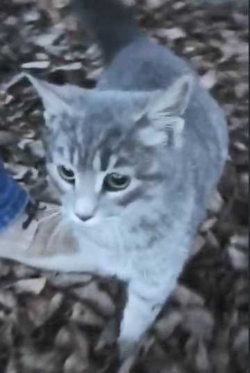 кошеня в добрі руки