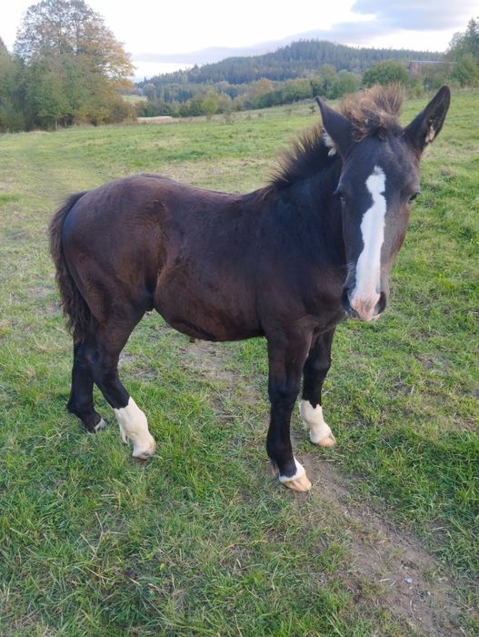 Sprzedam ogierka zimnokrwistego