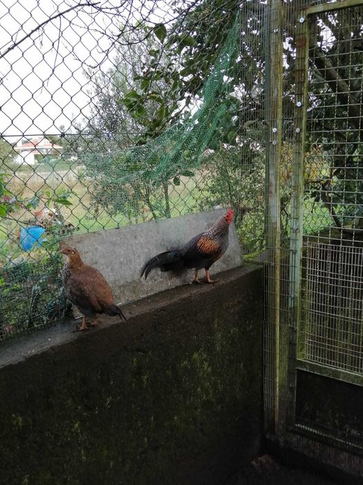 Casal Gallus Sonneratii