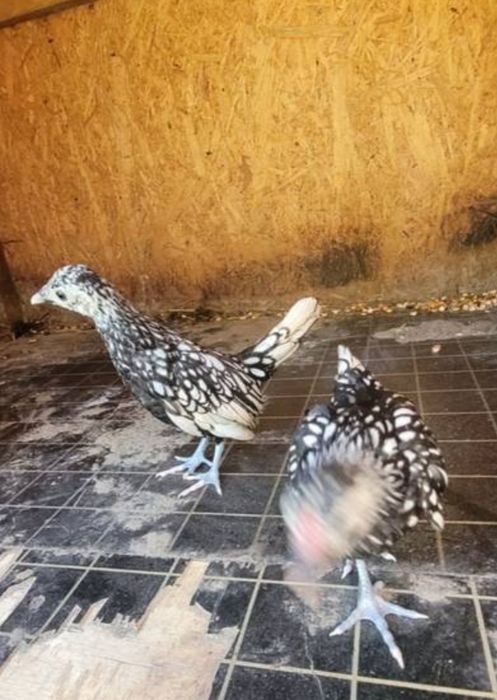 Sprzedam kury silki, kochiny, srebrytki,
biatoczuby holenderskie