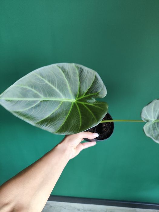 Ale okazja venti dwulistna 30 cm 30 zł