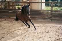 Cavalo castrado letra O
