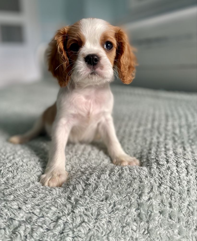 Cavalier king charles spaniel