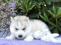 Siberian Husky ZkwP piesek niebieskooki wybitny