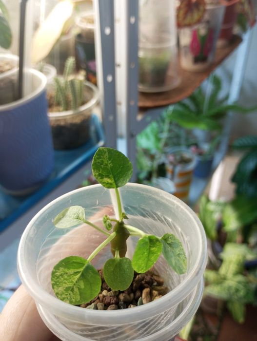 Дорстенія варієгатна / dorstenia foetida variegata