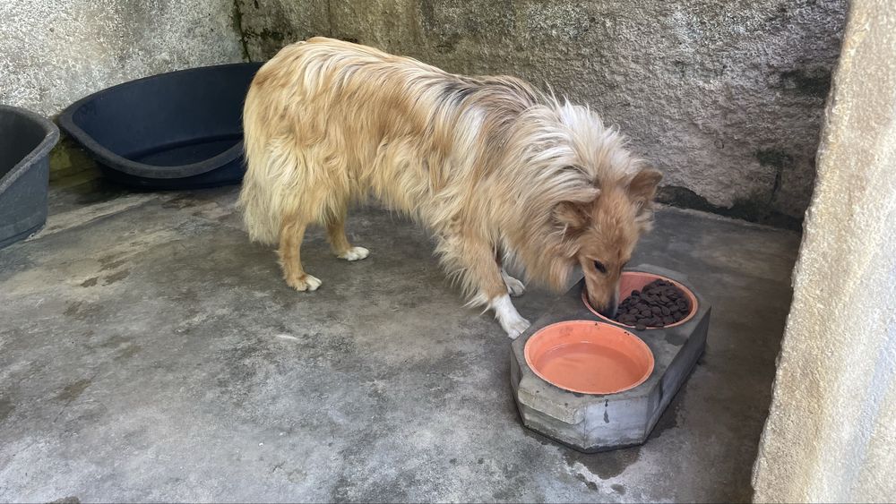 Rough Collie para adocao