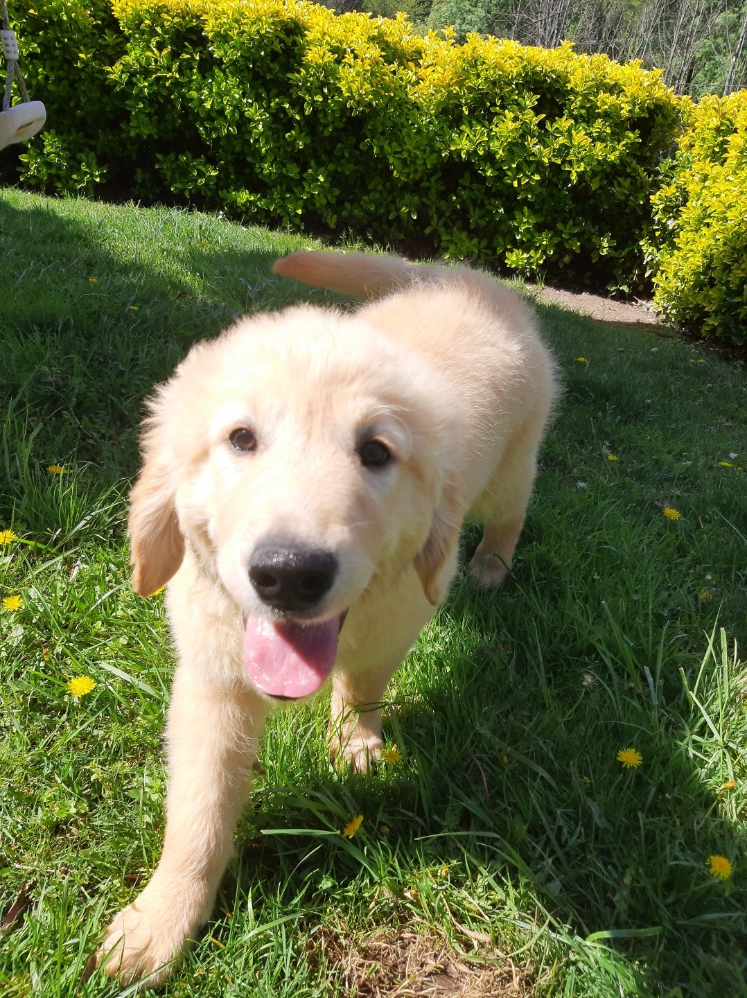 Golden Retriever com LOP descendente de Campeões