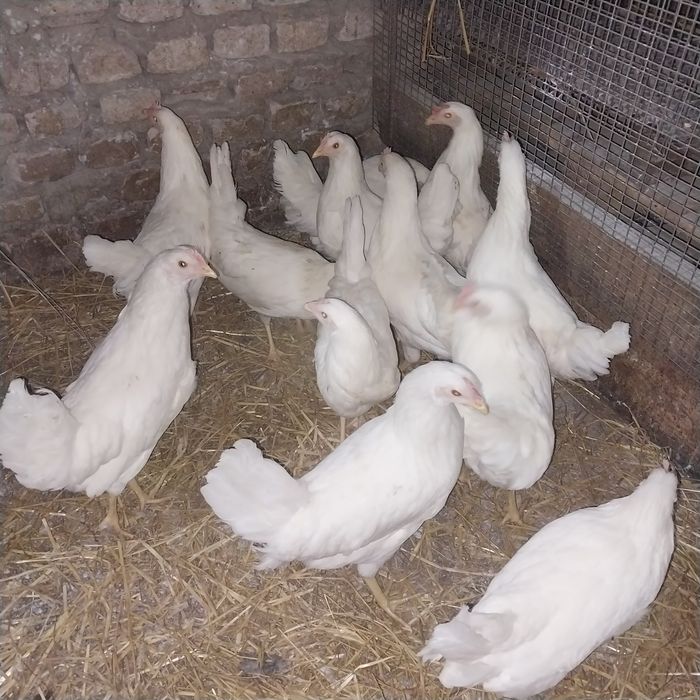 Кури курочки Легорни несушки молодушки