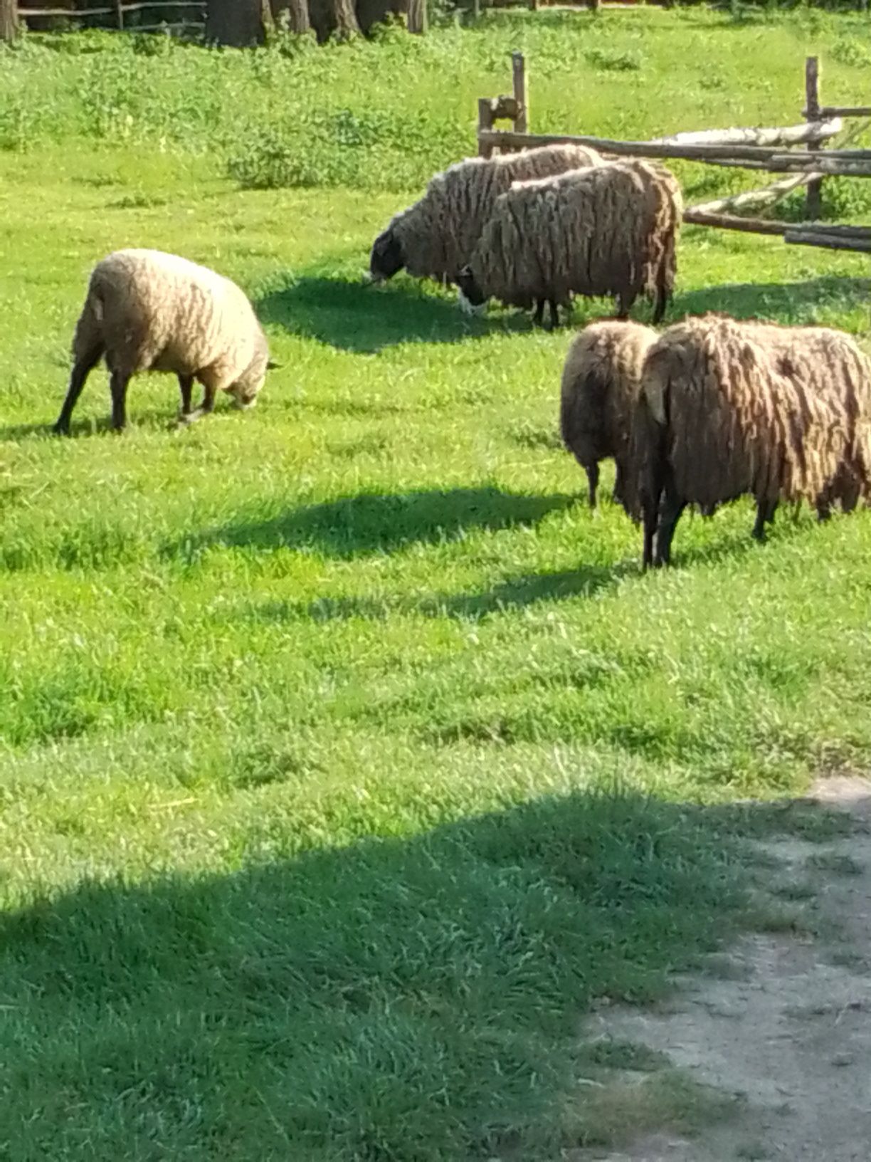 Сільгосп тваринки