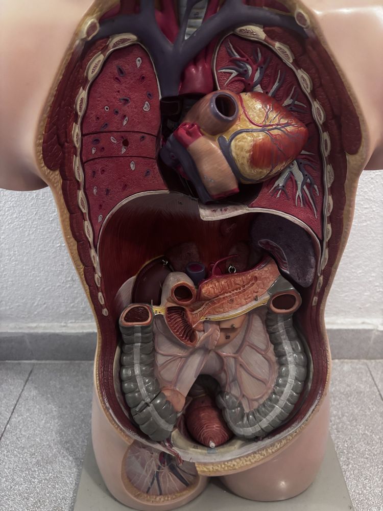 Modelo Anatomia Corpo Humano