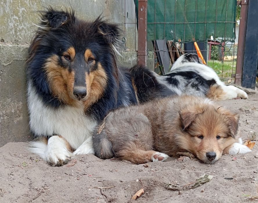 Owczarek szkocki collie
