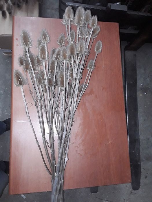 Oset  , szczeć suszony  kwiat dekoracja