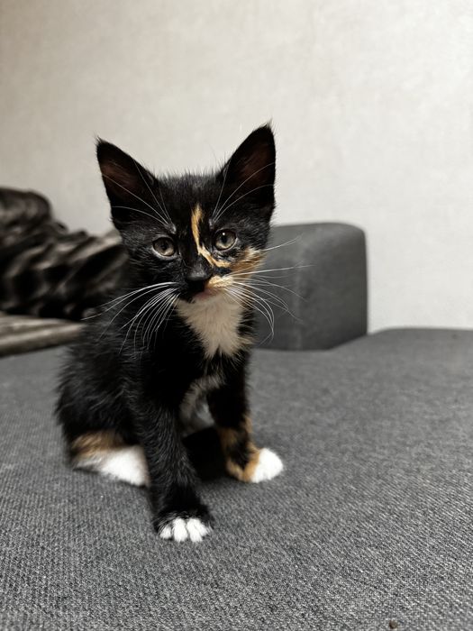 Отдам очаровательных котят