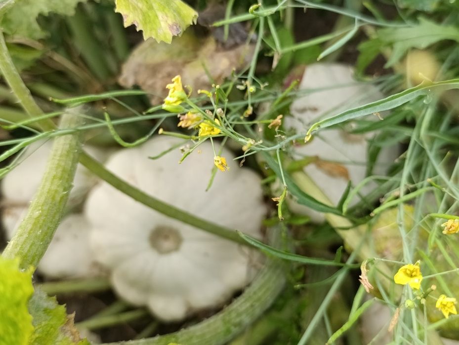 Безкоштовно насіння різне