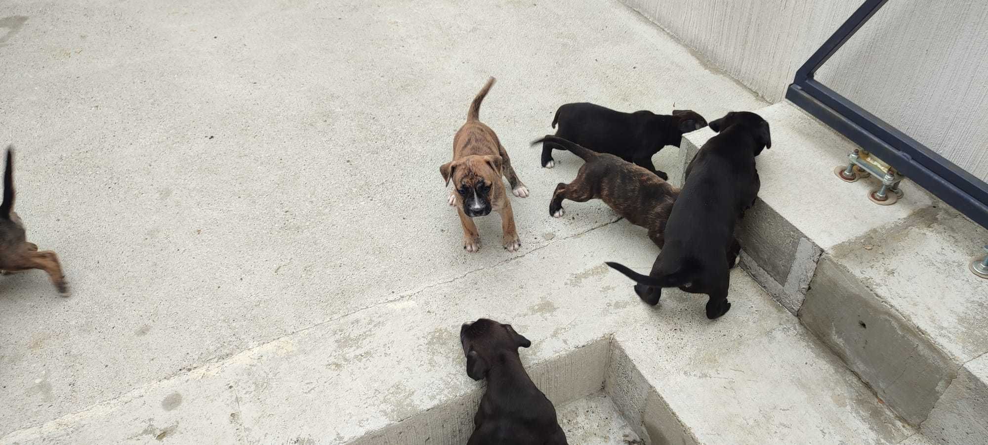 Szczeniaki Tata Bokser Mama Mieszaniec Labrador i coś