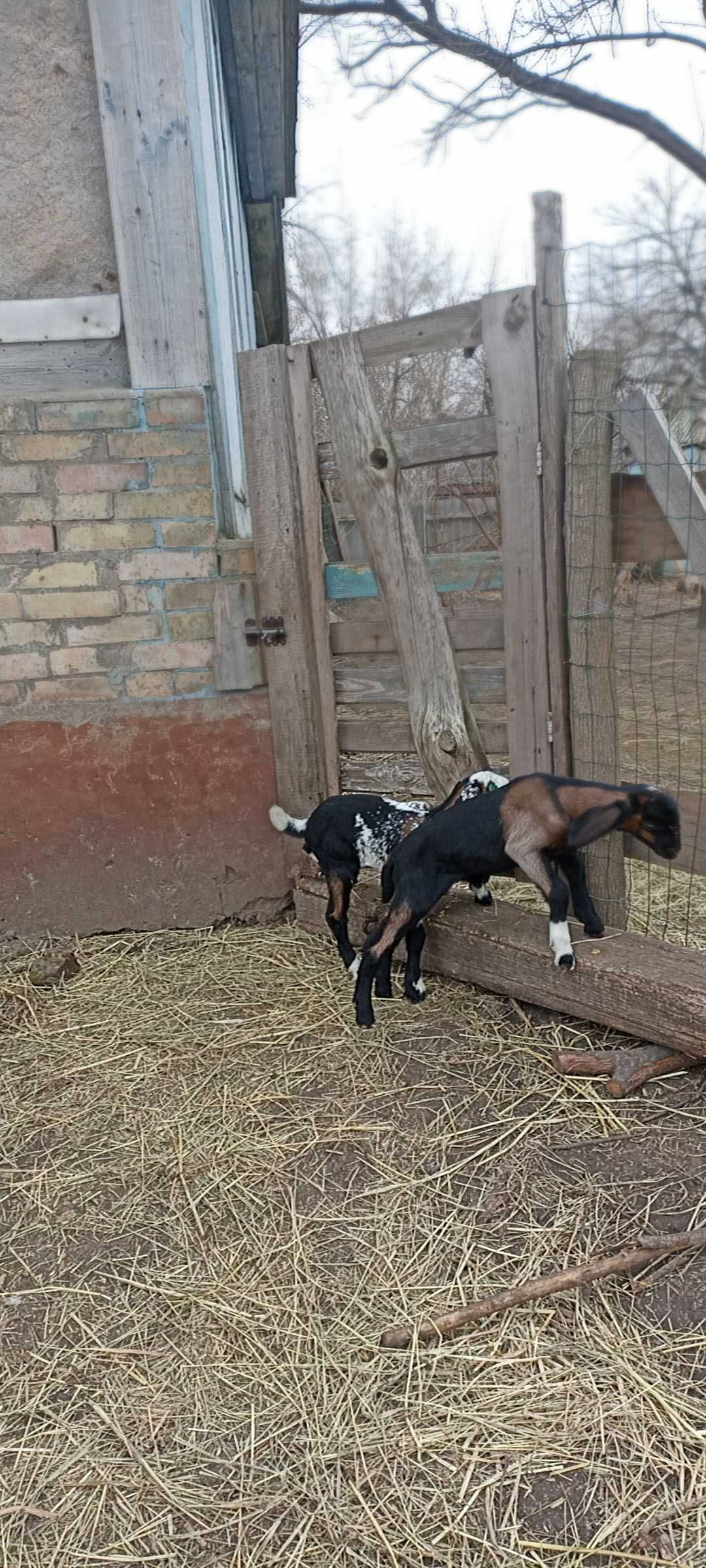 Продається козлик англонубійський