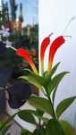 Eschynantus Eszynantus Aeschynanthus -piękne kwiaty kwitnące - ogród