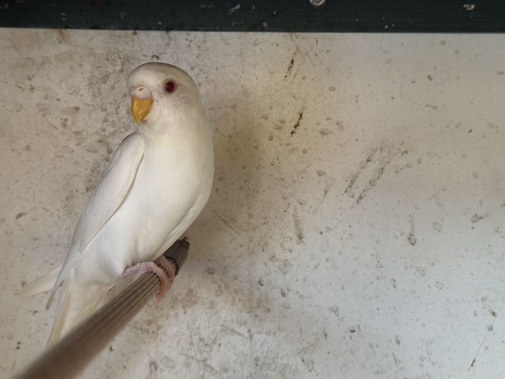 Periquitos Albinos