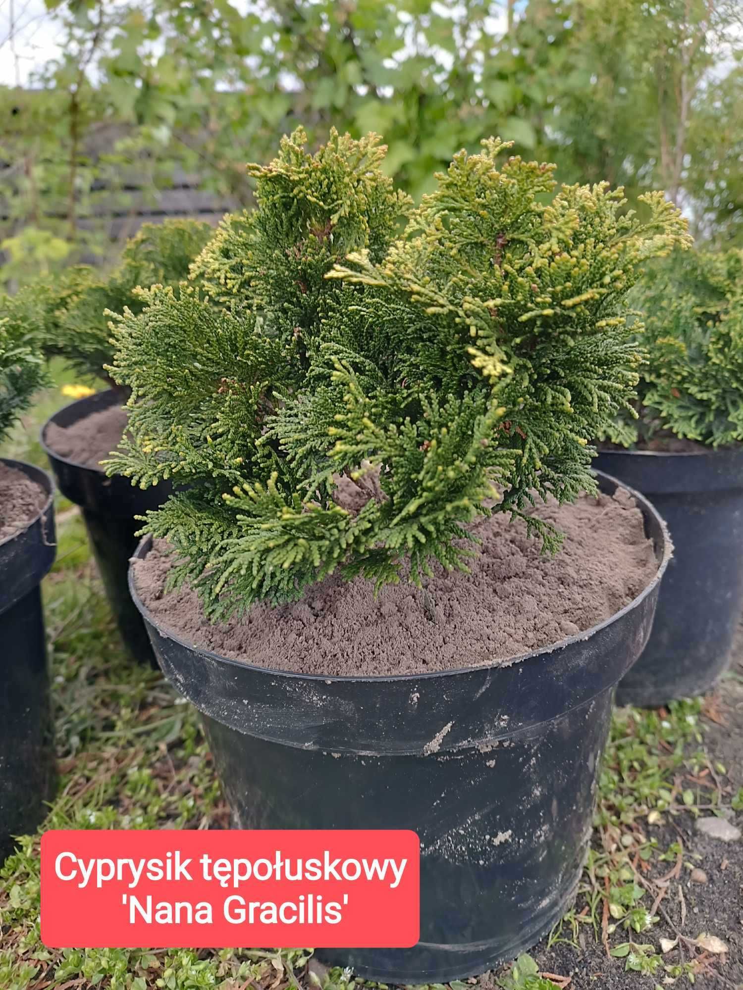 Thuja Szmaragd 60 cm