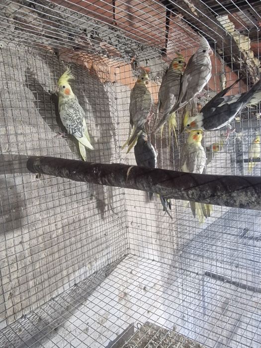 Caturras para criar a mao e adultas