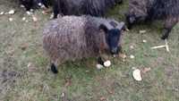 Owce  wrzosówki barany
