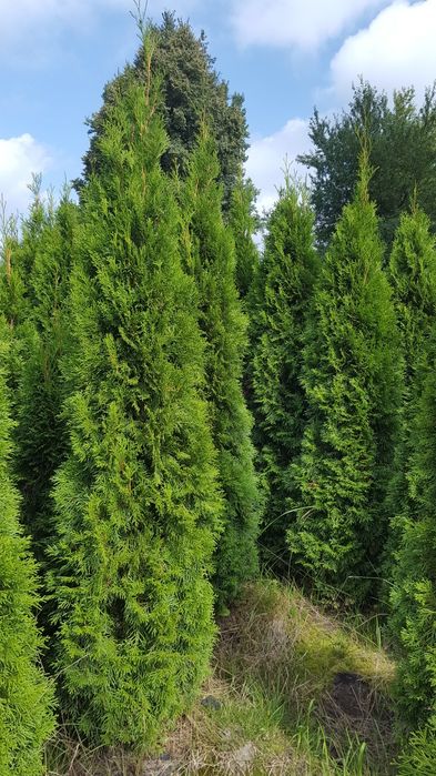 Tuja, thuja, tuje szmaragd kopana z gruntu 150-200cm