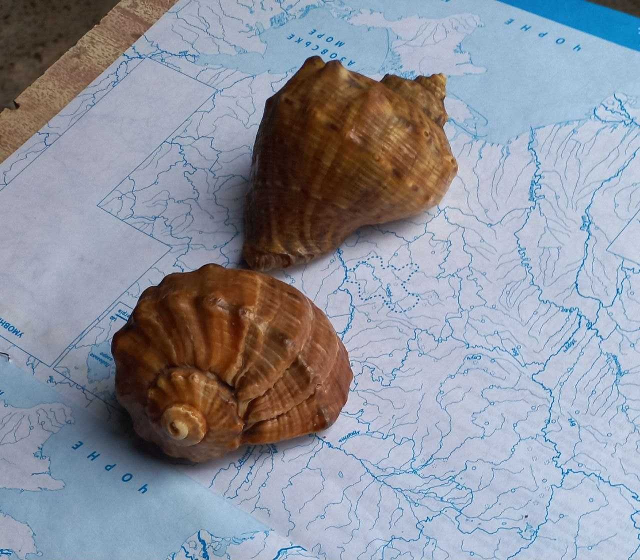 Ракушки (мушлі) морські