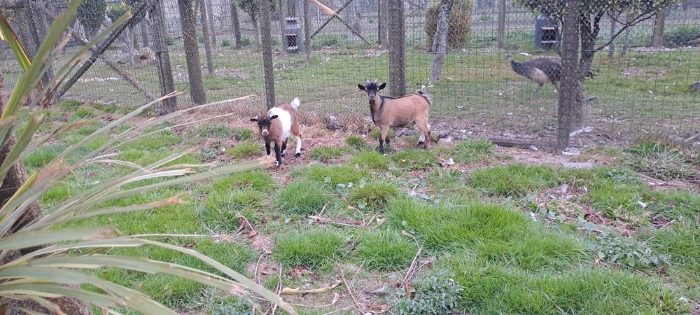 Cabras anas casal