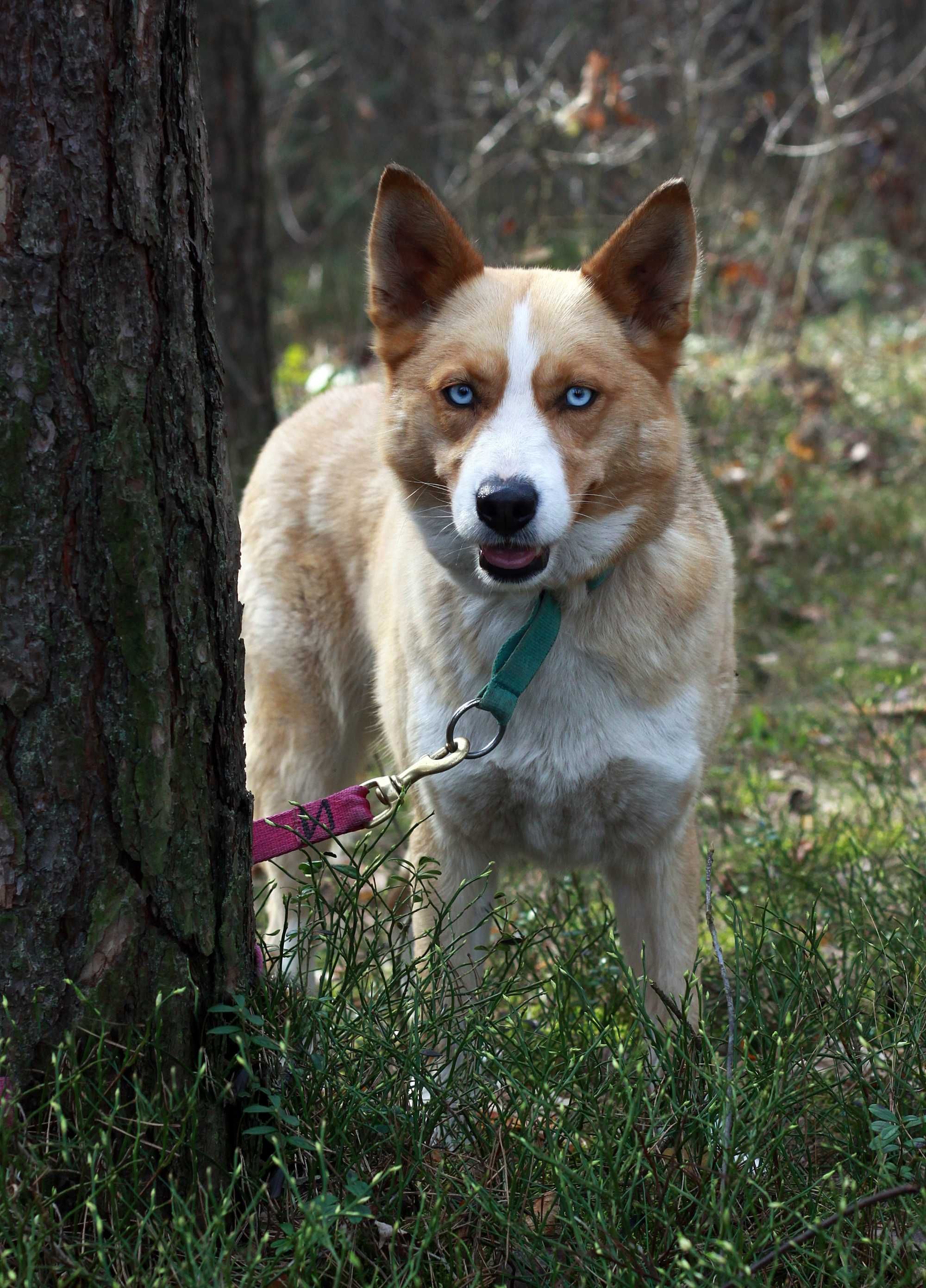 Piękna suczka mini husky do adopcji