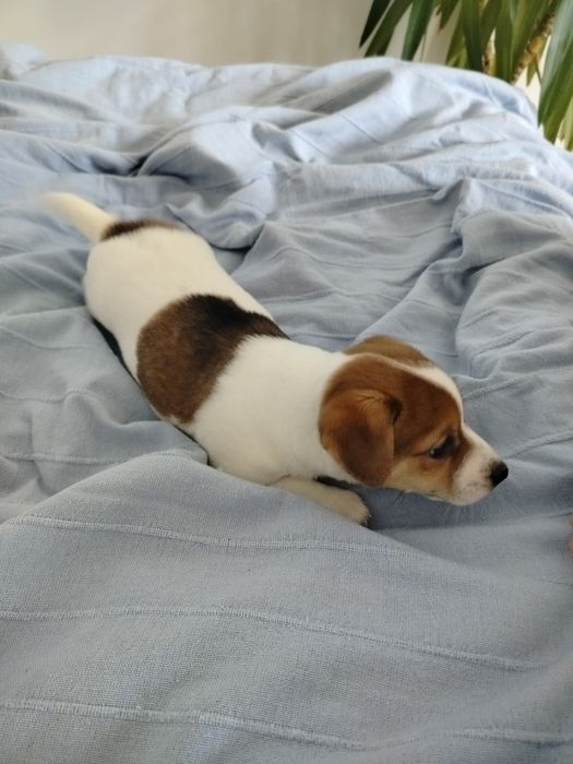 Jack Russell Terrier piesek